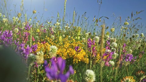 Summer field of alpine flowers. Camera moving through color alpine meadow. UHD, 4K