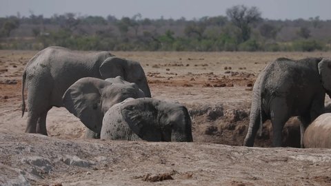 Elephants congregating at water hole in Kalahari Botswana
