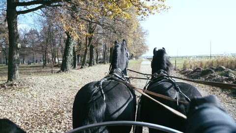 Coach ride in fall with two Friesian slow motion. POV of the horses in focus pulling the coach/carriage while coachmen steering with reins. Driving beside the forest.