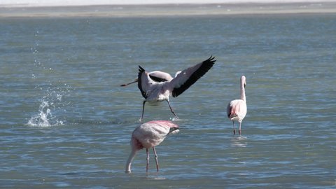 James's flamingo (Phoenicoparrus jamesi) flies over the lake surface, lands on the water and starts foraging. Altiplano, Bolivia