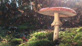 Amanita, a rare fungus listed in the Red Book, has a red hat with white spots. The fungus grows on green moss in the forest, during the rain, the video is slowed 4 times, drops of water slowly fall