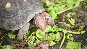 Red foot tortoise eating fresh vegetables as human pet friend in zoo park. Turtles eating green plant. Chelonoidis carbonaria turtle species. 4K footage video