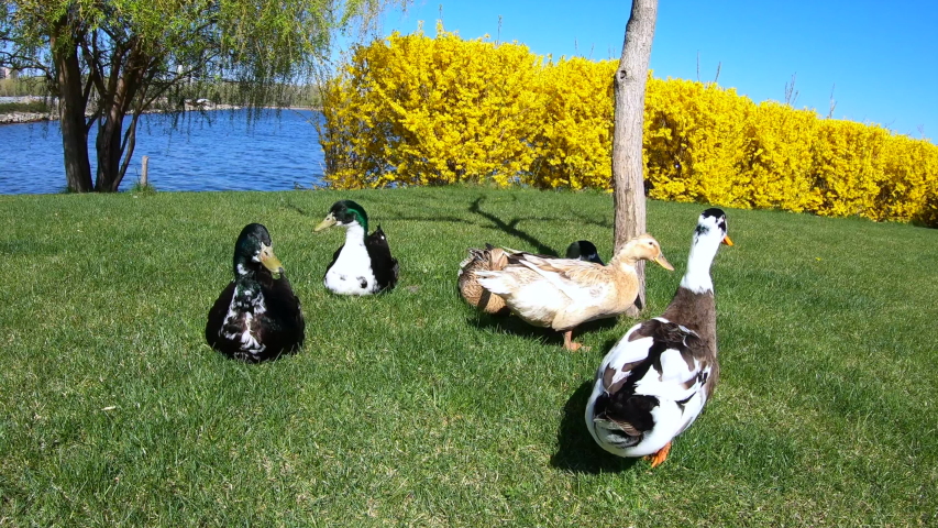 Beautiful ducks are walking on the grass on the bank of the stream. 4K