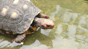 Red foot tortoise crawling in water as human pet friend in zoo park. Turtles eating green plant. Close up of Chelonoidis carbonaria turtle species. 4K footage video