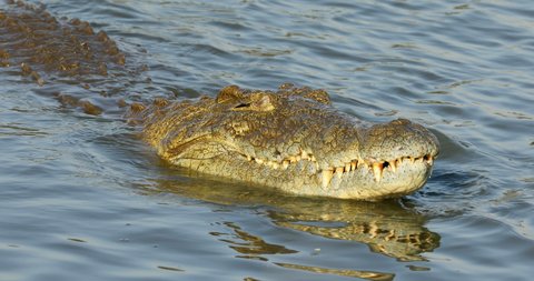 Nile crocodile (Crocodylus niloticus) catching and eating a small fish, 