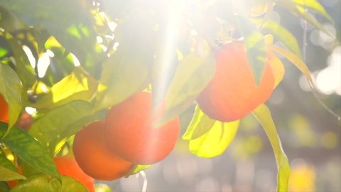 Ripe Orange Citrus fruits or tangerines hanging on a tree. Person picking Beautiful Healthy organic juicy oranges in Sunny Orchard. Orange gathering. 4K UHD video slow motion