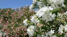 Nerium oleander flower on the wind against blue sky. Nerium flower blooming in spring season. Flowering tree of Oleander. White and pink flowers at sunlight and wind. 