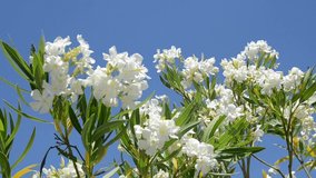 Nerium oleander flower on the wind against blue sky. Nerium flower blooming in spring season. Flowering tree of Oleander. White and pink flowers at sunlight and wind. 