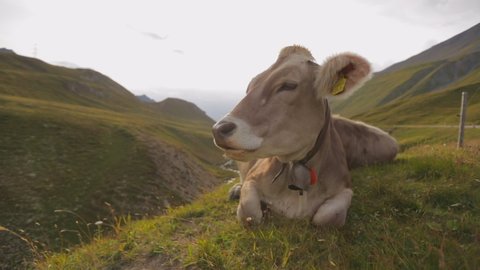 Close-Up: Brown Cow with Bell Chews Cud in Mountainous Pass - Swiss Alps, Switzerland