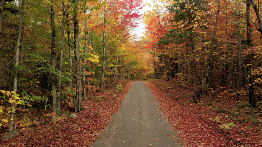Aerial Exit: Dirt Path Through Tall, Brightly Colored Forest - Dixville Notch, New Hampshire