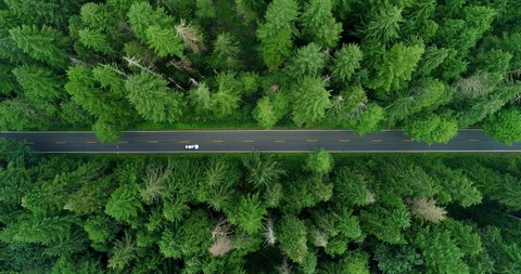 Aerial Lockdown: Cars Driving Down Mount Loop Road Through Bright Green, Pointy Forest - Mount Loop Highway, Washington