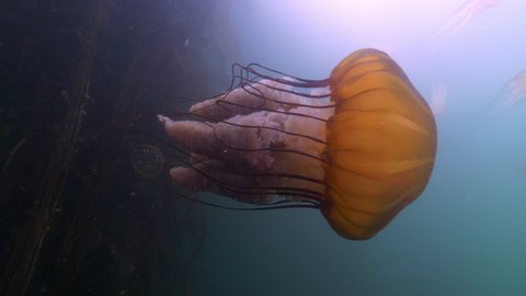 Wide Angle: Jellyfish Collide With Each Other in the Ocean - Monterey, CA