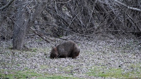 Wombat, View of a wild Australian Common Wombat feeding on grass near scrubby background.  The animal looks up and around and returns to eating