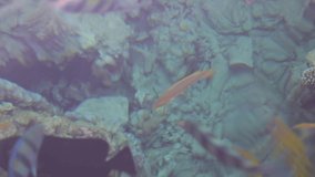 Closeup view of bright colorful tropical fish swimming underwater in Red sea of Egypt, Sharm el Sheikh. Real time full hd video footage.