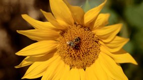 Bee on sunflower. 4K resolution close up shot.