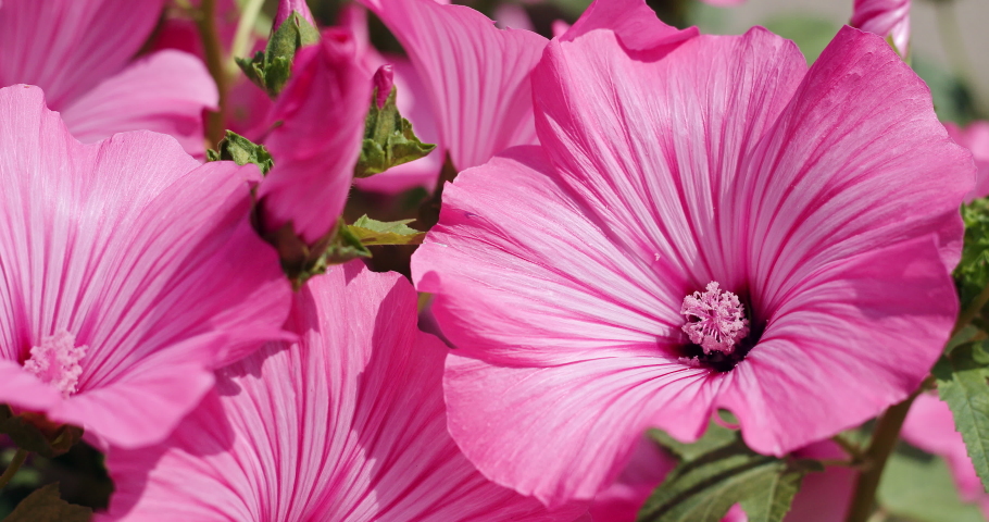 Hibiskus flower Stock Video Footage - 4K and HD Video Clips | Shutterstock