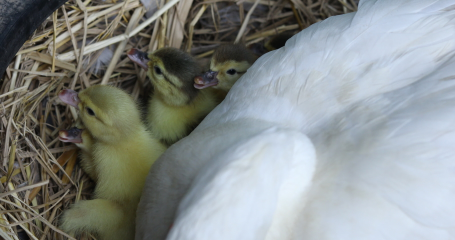 baby-ducklings-in-a-nest-image-free-stock-photo-public-domain-photo