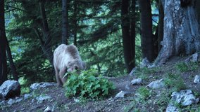 Brown bear (Ursus arctos) in summer forest by sunrise.