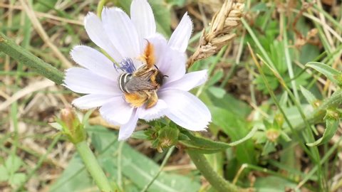 Honey bee collecting nectar and pollen from blooming flower. Honey bee on purple flower. Winged bee collects nectar for honey on flower meadow. Yellow pollen on bees legs. Apis mellifera.