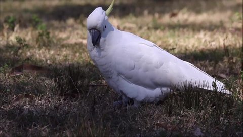 Sulphur-crested Cockatoo feeding on grass roots