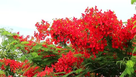 Beautiful Red Acacia Tree By Stock Footage Video 100 Royalty Free 3880481 Shutterstock