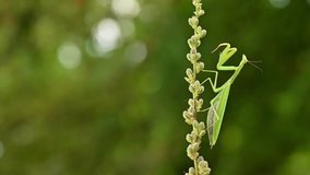 Praying mantis in the natural environment, nature, macro, wildlife, close up, Mantis religiosa, Europe