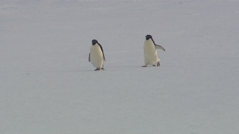 Two Adelie penguins waddling across the ice in Antarctica