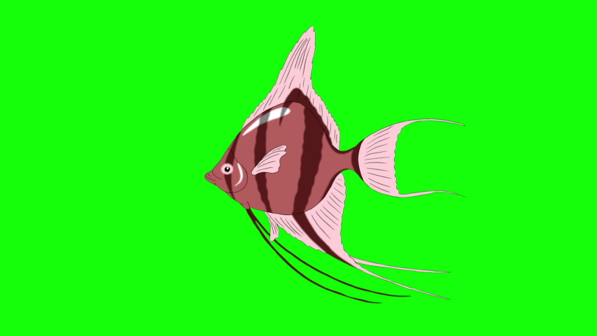 Pink Scalare Angelfish swims in an aquarium. Animated Looped Motion Graphic Isolated on green screen | Shutterstock HD Video #1035427493