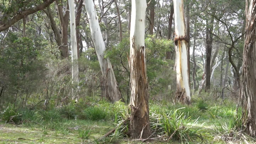 lav lektier Månenytår Bevise Calm Australian Bush Scene with Stock Footage Video (100% Royalty-free)  1035428330 | Shutterstock