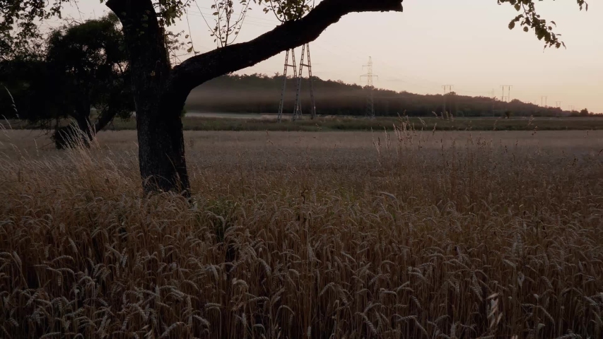 Growing grain, electric poles and tree, forest in the background. Panning left.