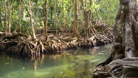 Streaming river and exotic trees with big roots in jungle in thailand