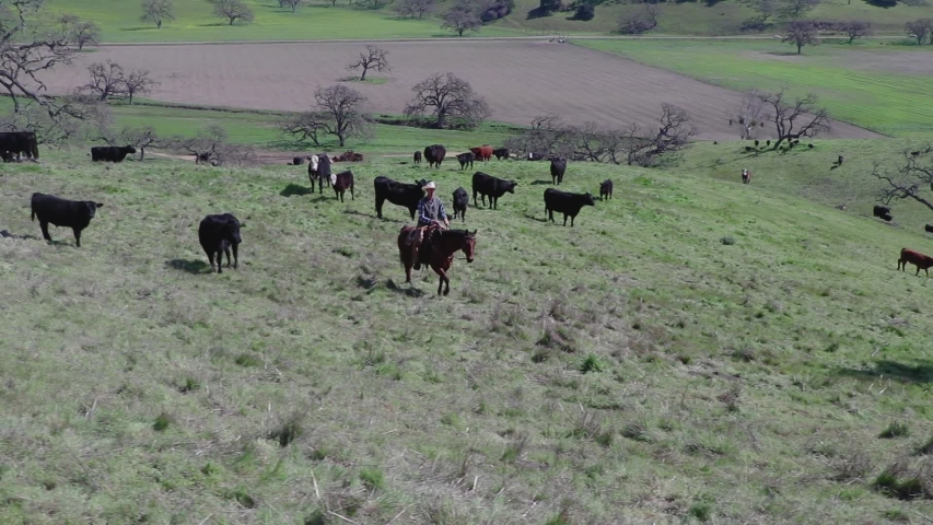 top down angle of a cowboy riding above his cattle