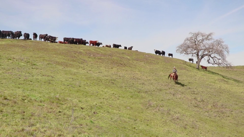 Cowboy checks his cattle as he rides below them on the green hill