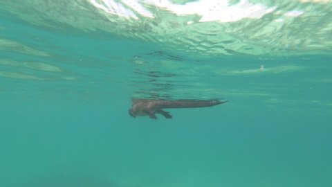 Marine Iguana swimming in the Galapagos Islands.