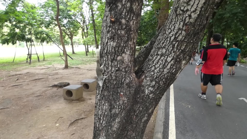 Feeding the squirrels on the trees