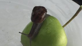 snail snails moving over apple stock footage video