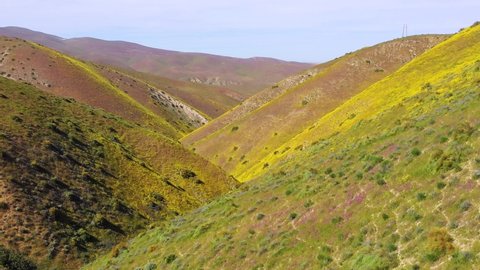 CALIFORNIA - CIRCA 2018 - Aerial of a California hillside covered with yellow wildflowers during superbloom and allergy season
