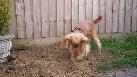 A young cocker spaniel show puppy is digging a hole in a big pile of dirt with excitement. Frantic and hectic digging with its paw.