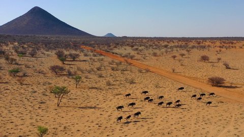 NAMIBIA - CIRCA 2018 - Excellent drone aerial of black wildebeest running on the plains of Africa, Namib desert, Namibia.