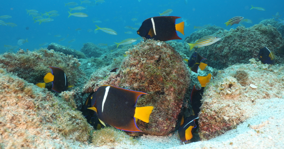 Group of King Angelfish (Holacanthus passer) on the coral reefs of the sea of cortez, Baja California Sur, Mexico. | Shutterstock HD Video #1035473126