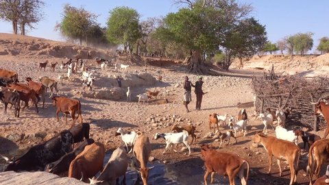 DAMARALAND, NAMIBIA - CIRCA 2018 - Two African shepherds herd hundreds of goats to a watering hole in rural Africa, Namibia Damaraland.