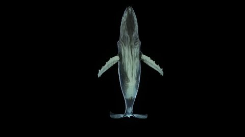 Humpback Whale Underside is a stock motion graphics video that features a swimming humpback whale passing above the viewer. it's a loop animation with clean alpha channel.