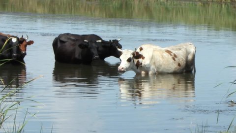 a herd of brown cows with white spots and black fleeing from the summer heat in the cool river water