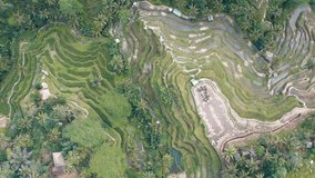 Tegallalang rice terraces aerial footage in Ubud, Bali, Indonesia