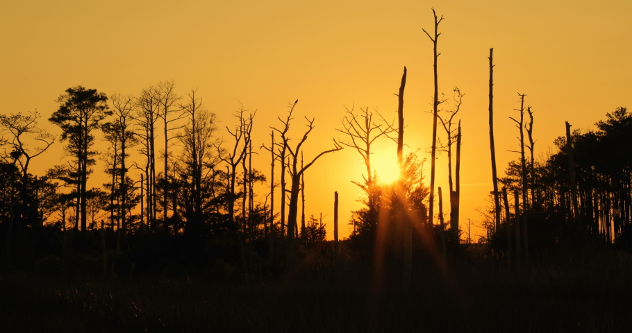 Bethal Beach Nature Preserve in Virginia at sunset through the trees
