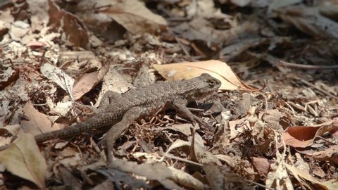 A wild Fence Lizard (Blue Belly) rests in the dappled shade of some brown leaves, intently watching the world around it. Slow motion clip shot in Southern California.