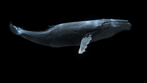Whale Swimming Loop is a stock motion graphics video that shows a swimming humpback whale shot from the side view.it's loop animation with clean alpha channel