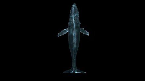 Top View Swimming Whale is a stock motion graphics video that shows the upper side of a swimming humpback whale.it's loop animation with clean alpha channel
