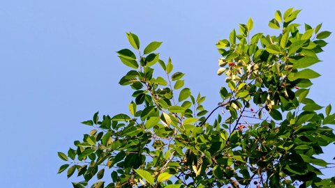 Branches of a cherry tree swaying against a blue, cloudless sky