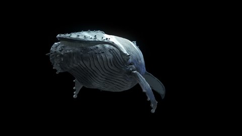 Whale is a stock motion graphics video that shows a photo-realistic humpback whale swimming diagonally, passing beside the camera. This overlay animation has an alpha channel